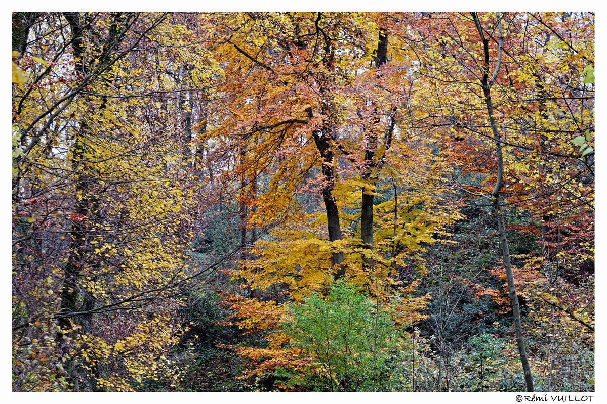 couleurs d'automne aux portes de Grenoble (38) 19 et 20 nov 22-12-12