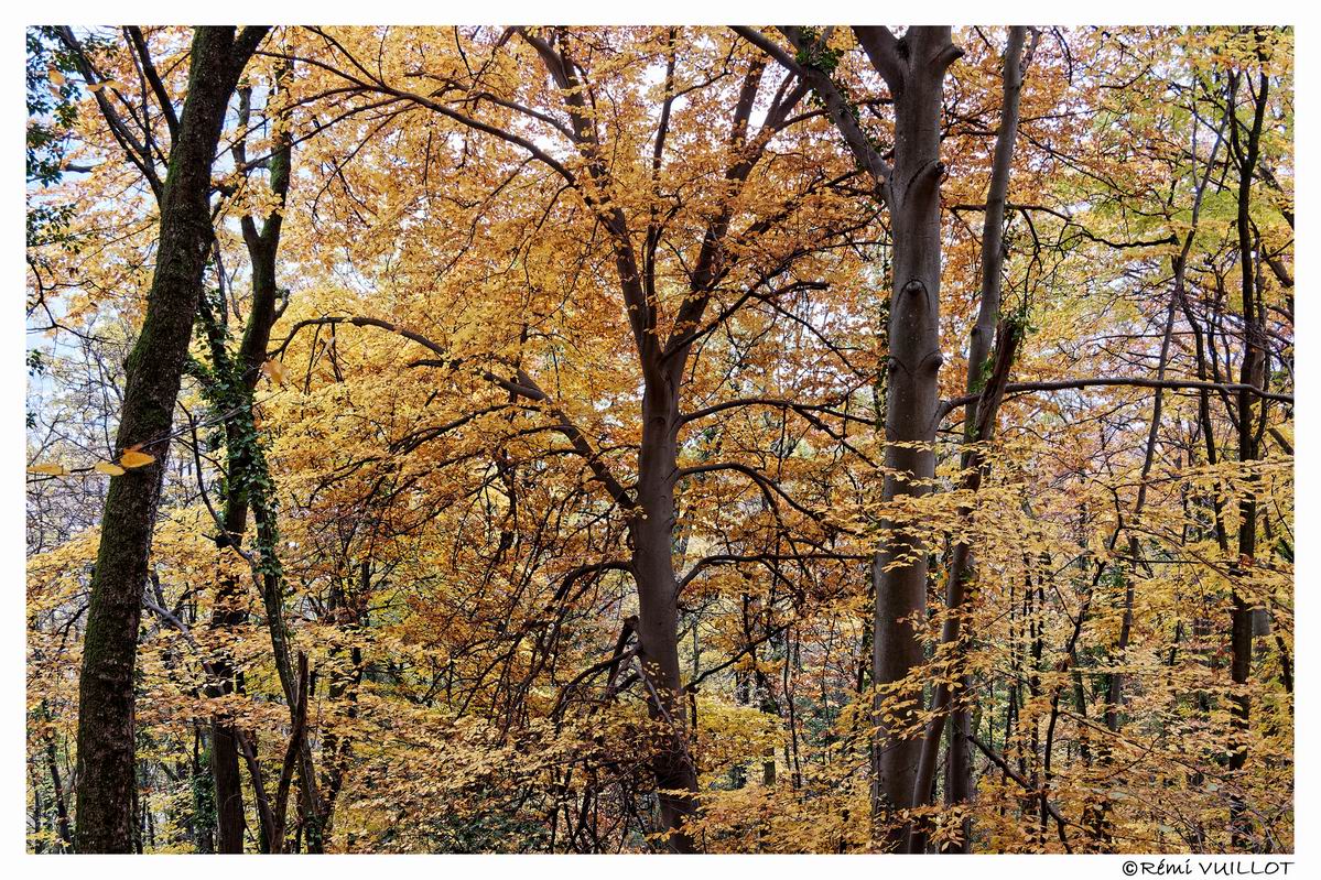 couleurs d'automne aux portes de Grenoble (38) 19 et 20 nov 22-12-15