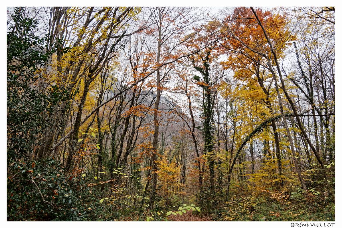 couleurs d'automne aux portes de Grenoble (38) 19 et 20 nov 22-12-19