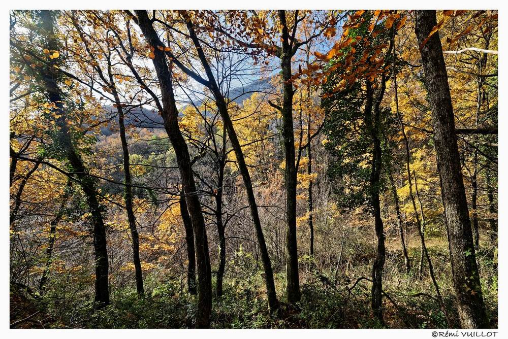 couleurs d'automne aux portes de Grenoble (38) 19 et 20 nov 22-12-26