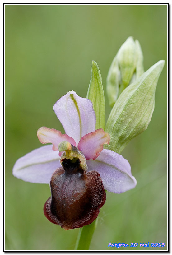 Ophrys aveyronensis ( Ophrys de l'Aveyron ) Aveyro10