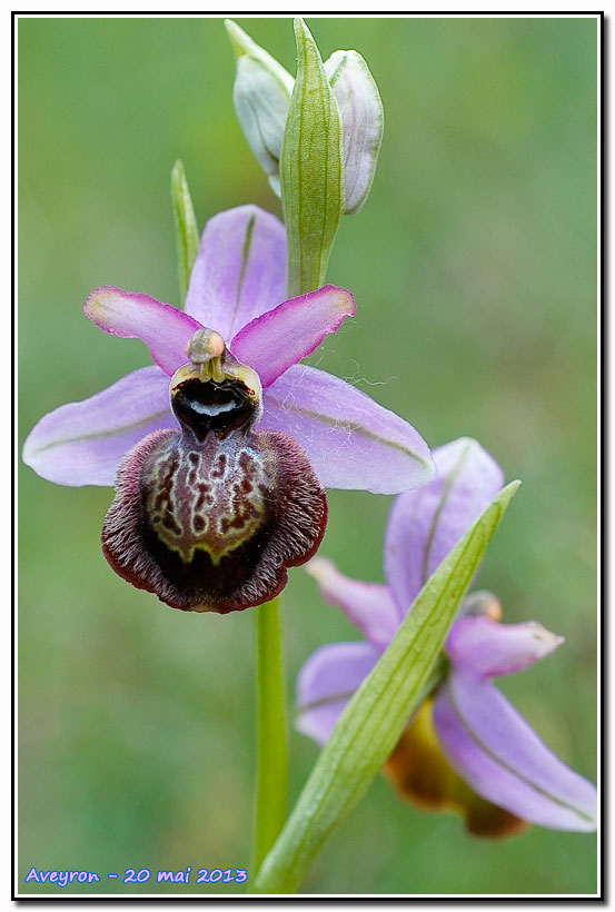 Ophrys aveyronensis ( Ophrys de l'Aveyron ) Aveyro13