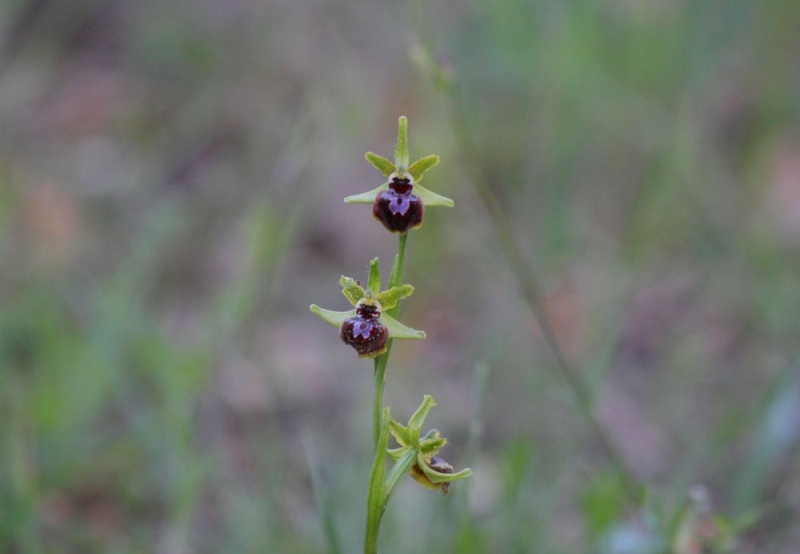 nos orchidées 11610