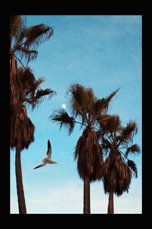 palm tree Dsc_1522