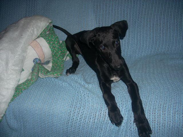 Astrix chiot galgo +/- 2mois il vous attend Astari10