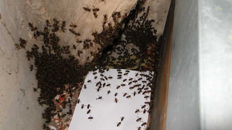 Capture d'un essaim Bienen12