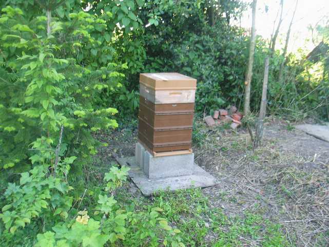 Les abeilles  Img_1718