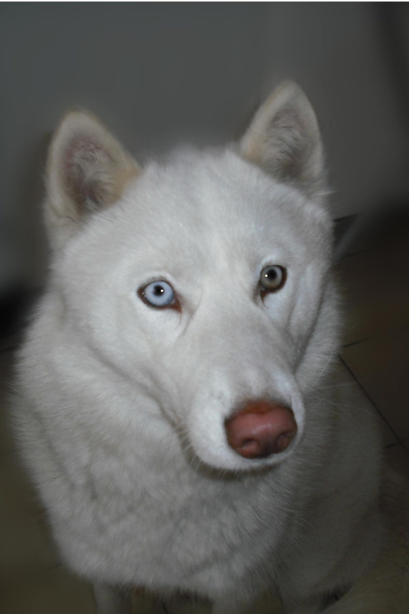 CRISTALE, 1 an, affectueuse siberian husky femelle LOF Crista10