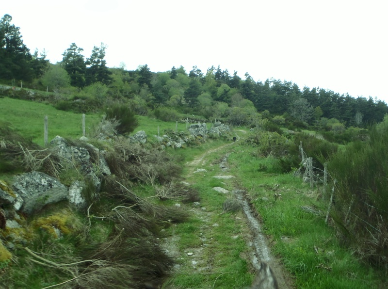 Randonnée humide en Margeride 20130283