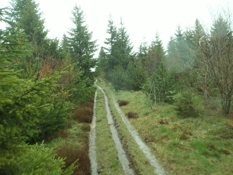 Randonnée humide en Margeride 20130575