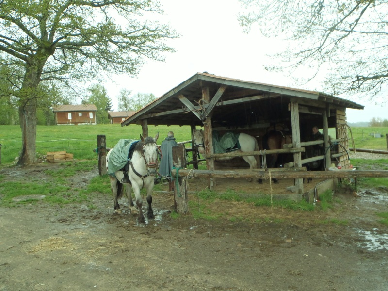 Randonnée humide en Margeride 20130599