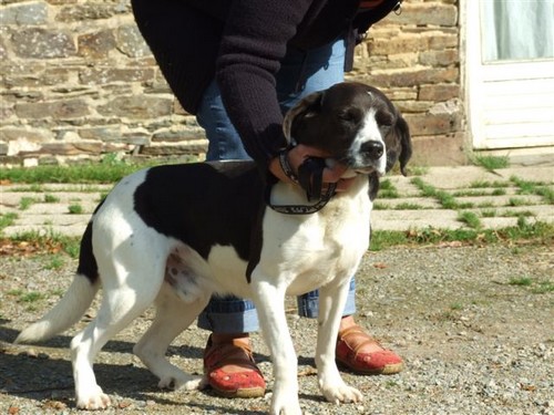 35 - (41)  César, beagle de 8 ans de Salbris C-sar_10