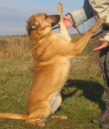 VANILLE, adorable chienne de 5 ans (77) Vanill10