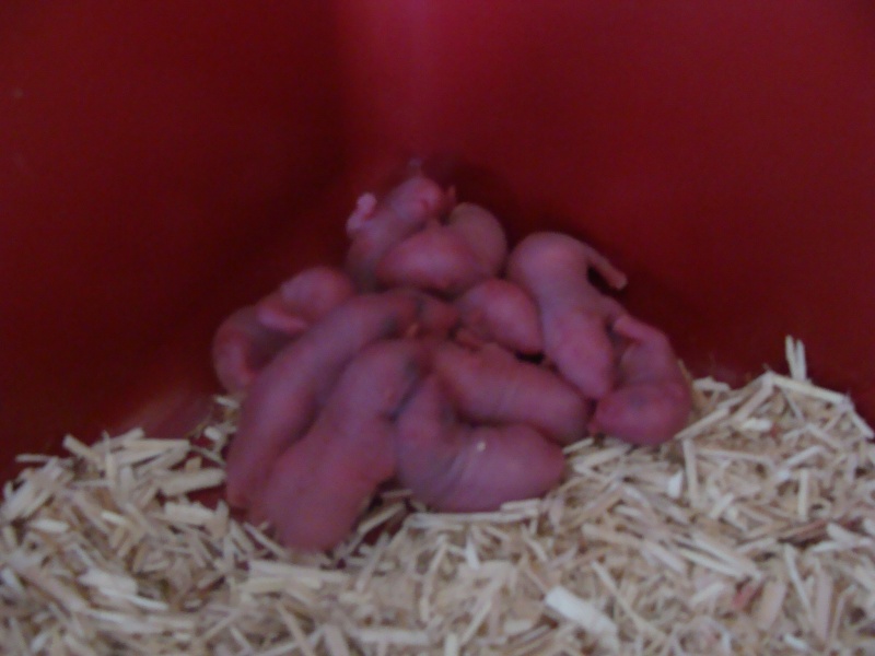 Portée de 11 ratounets nés le 6 Février à placer (95) Dsc06710