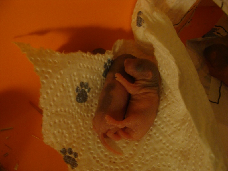 Portée de 5 bébés ratoux nés le 8 fevrier 2011 - 95 Dsc06713