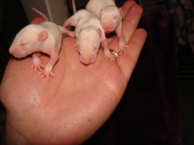 Portée de 11 ratounets nés le 6 Février à placer (95) Kiera_18
