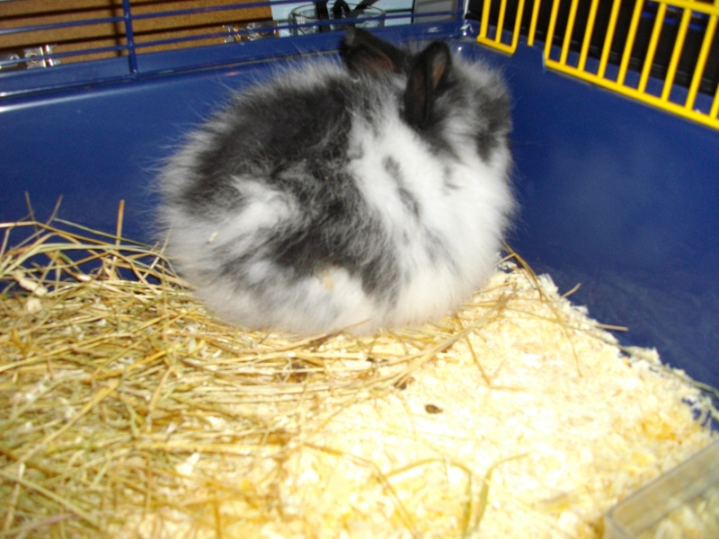 Sibérie lapine bélier teddy noire/bleu/blanche. Imgp0011