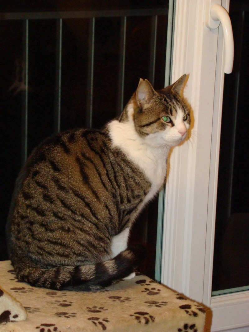 Sauvetage: Diva, chatte brown tabby et blanc, née le 1er février 2008 Dsc05722