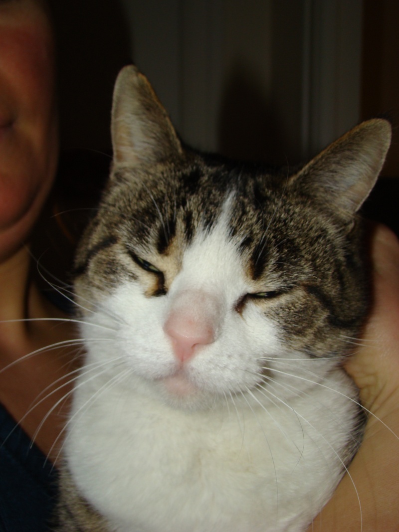 Sauvetage: Diva, chatte brown tabby et blanc, née le 1er février 2008 Dsc05723