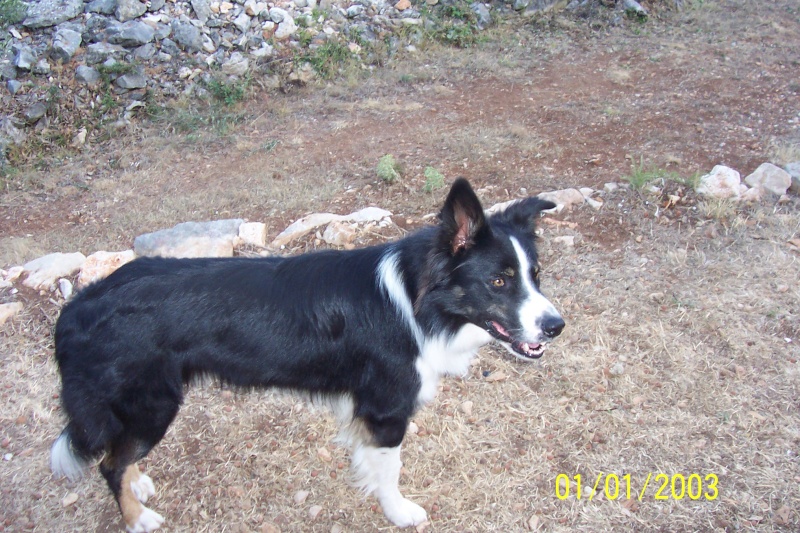 Border Collie - Page 4 00912