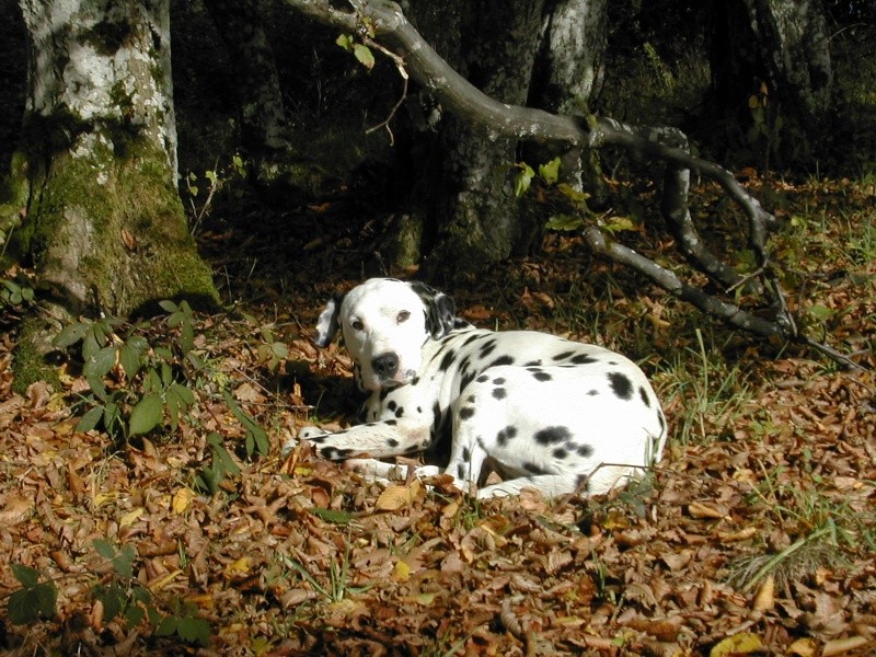 SAM - dalmatien de 6 ans - LA PATTE DE L'ESPOIR - Page 6 Sam_3117