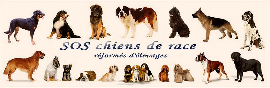 SOS chiens de race réformés d'élevages