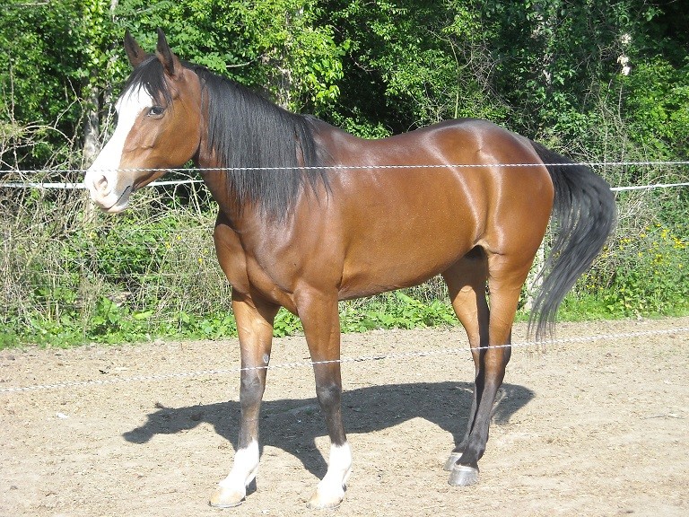 Plusieurs chevaux à vendre à l'élevage des Terres Marines Ouarda11