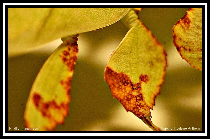 Phyllium giganteum Phylli32