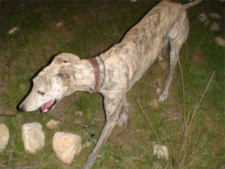 galgo - Campero galgo de 8 años. Valencia. Galgui13