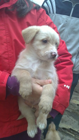 ADOPTADOS -- Cachorros de dos meses cruce labrador recogidos en Sedaví buscan adopción- Valencia Mancha10