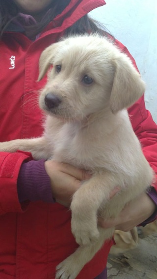 ADOPTADOS -- Cachorros de dos meses cruce labrador recogidos en Sedaví buscan adopción- Valencia Scotti10