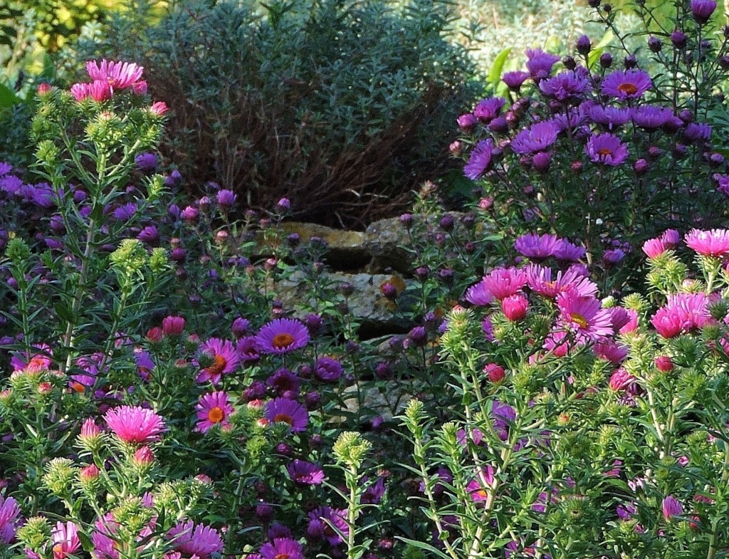 jardins - Jardins - Page 14 A2467