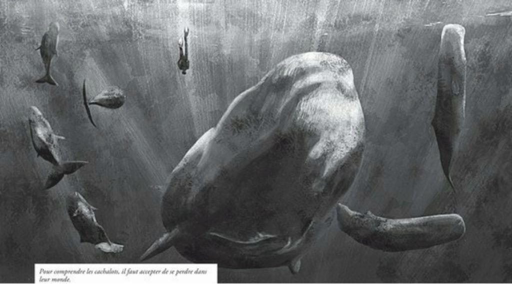 La baleine dans les livres - Page 4 Aa704