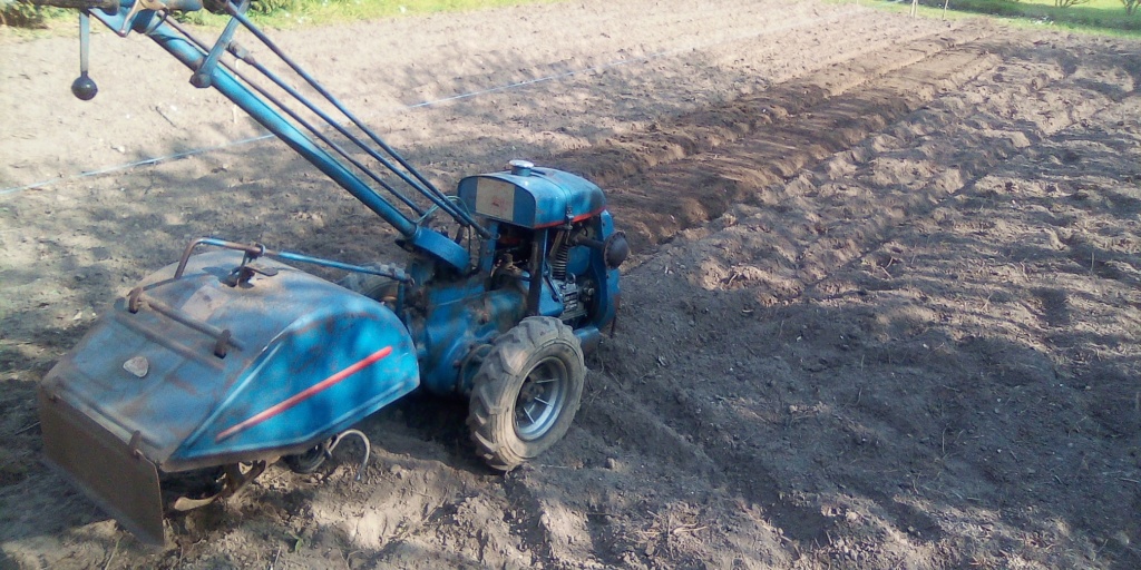 Semis des carottes et poireaux. 92708310