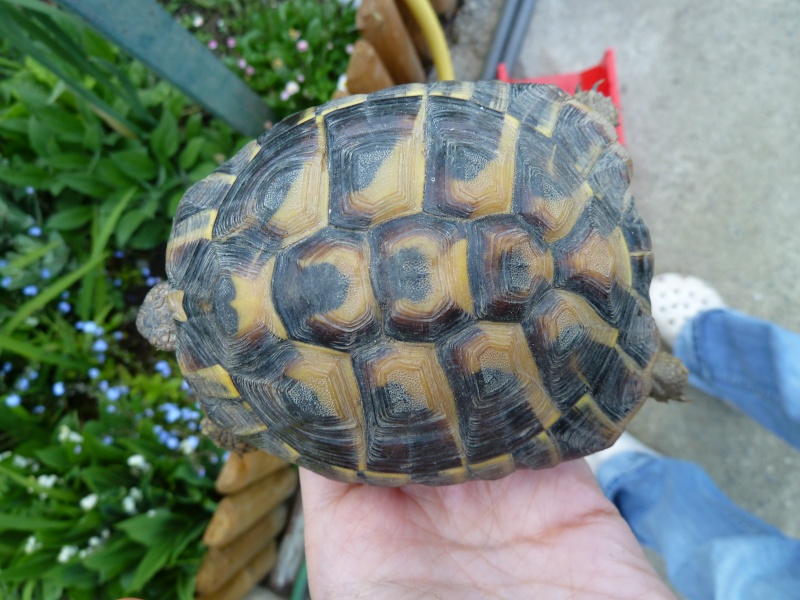 Infos générales sur ma tortue... besoin de votre aide svp P1030610