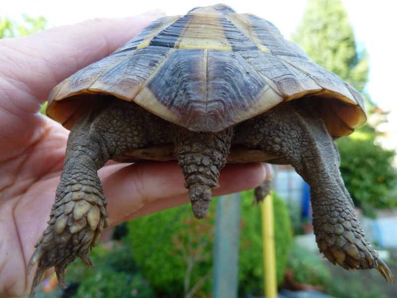 Infos générales sur ma tortue... besoin de votre aide svp P1030611