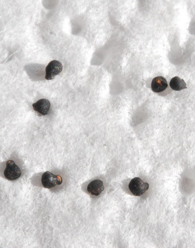 Récolte de graines sur Mammillaria luethyii, un spectacle  1110