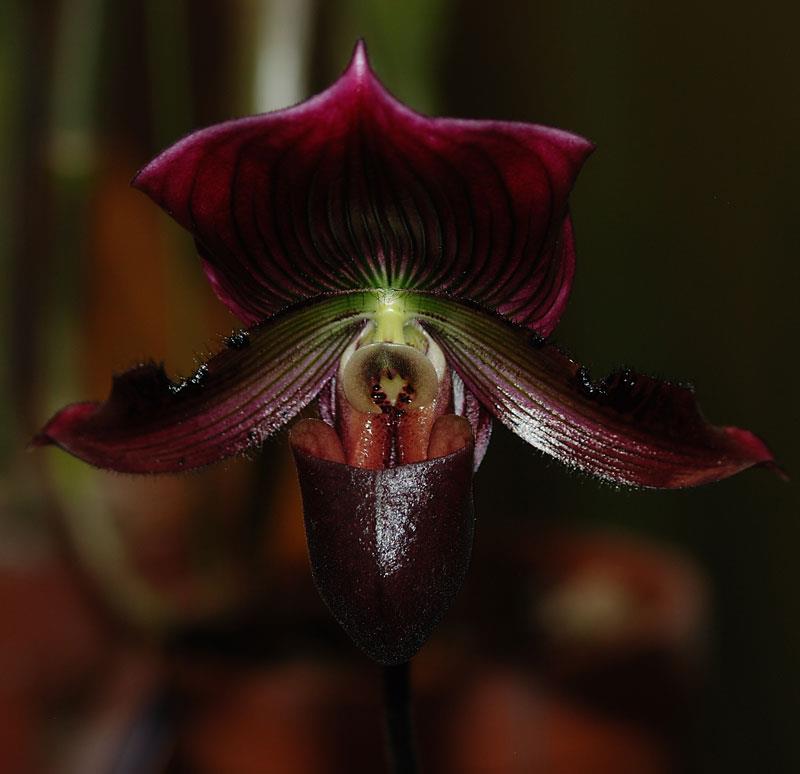 Orchidées en folies à Philadelphia Flower Show 1710