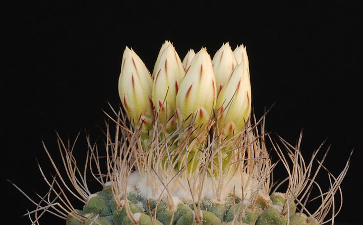 Strombocactus disciformis 18610
