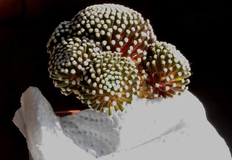 Récolte de graines sur Mammillaria luethyii, un spectacle  210