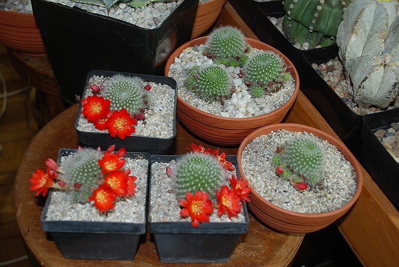 Floraison de Cactus ... en vrac  4512