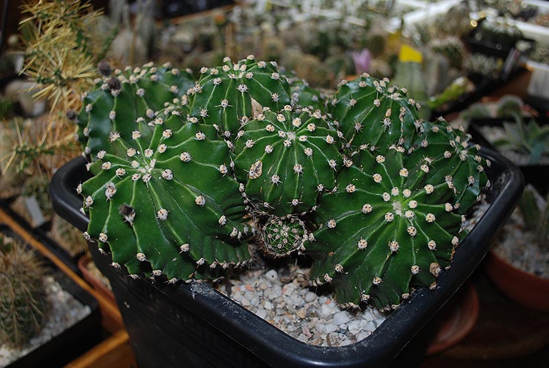 Echinopsis oxygona 4911