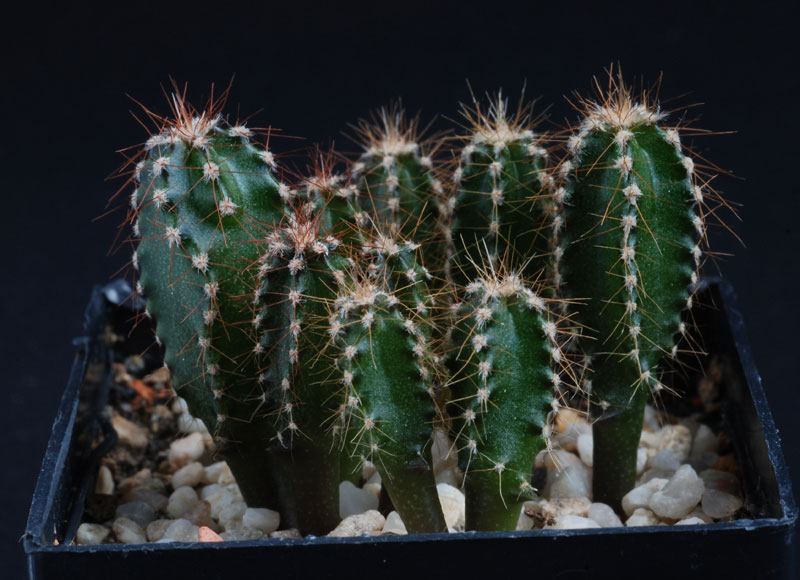 Semis de Cactus, tout en images. 7410