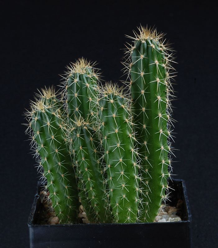 Semis de Cactus, tout en images. 7610
