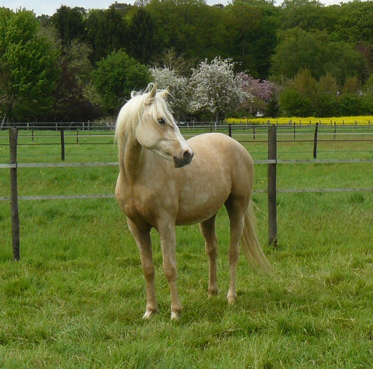 DSA 2 ans palomino - origines endurance 11007610