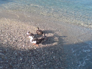 les ANIMAUX Canard10