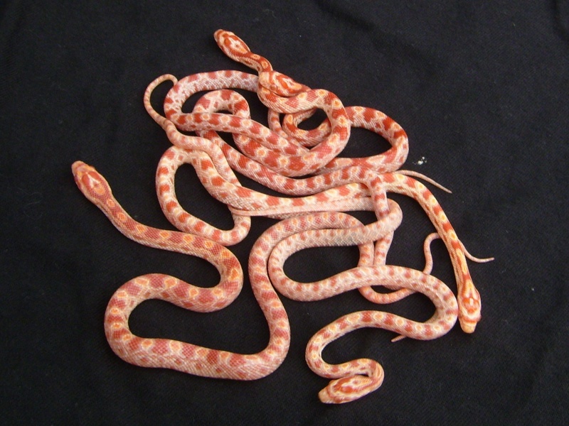 Pantherophis guttatus S7003810