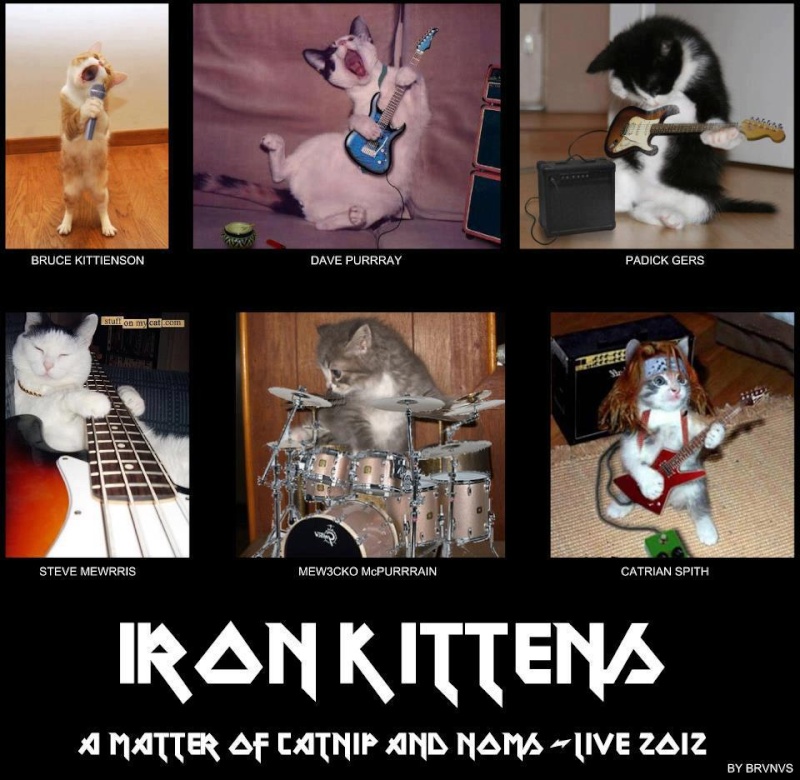 Cats on album covers.  Tumblr10