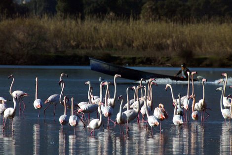 Des flamands roses ont pris leur quartier d'hiver en Corse  Fla_410