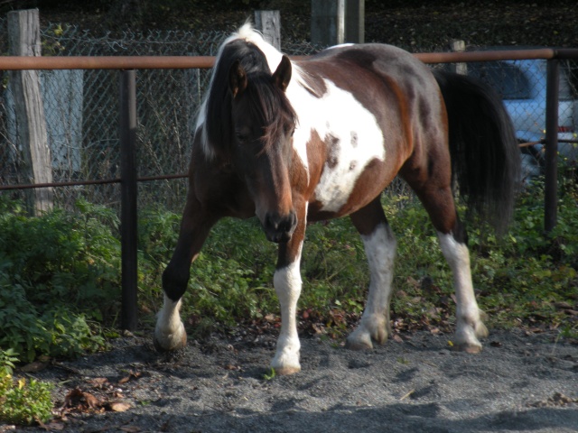 A vendre cheval pie bai, poulain croisé irish, poulain apaloosa, poney apaloosa... Dscn0714